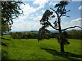 A pine tree and the view from Birch Berrow