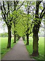 Avenue of Trees, Ecclesfield Park, Ecclesfield, Sheffield - 3