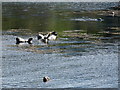 Seals in Portnahaven