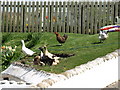 Ducks and Chickens in Portnahaven