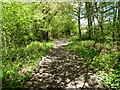 The top end of the bridleway through Vane Coppice