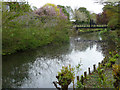 River Lark, Bury St Edmunds, Suffolk