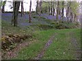 Bluebells in Forge Wood, Whitland