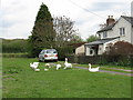 Geese at Weobley Marsh