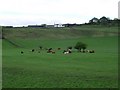 Lazy cows