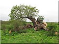 SO6370 : Fallen oak, Knighton on Teme by Richard Webb
