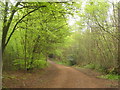 Track in Farningham Wood