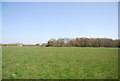 Cock Wood from the footpath to Pett