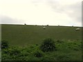 Sheep grazing on the hill