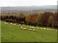 Sheep in Wardale