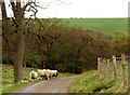 Sheep near Wood House Farm