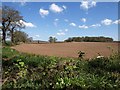 Field by Starved Oak Cross