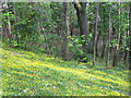 Woodland on the side of Maen Valley