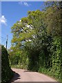 Lane north of Brampford Speke