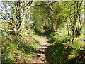 Stony path leading to Lasgarn Wood