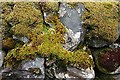 Mossy Wall