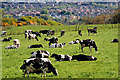 Cattle, Ballymiscaw near Belfast (2)