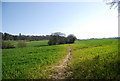 TQ8512 : 1066 Country Walk crossing a wheat field by N Chadwick