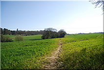 TQ8512 : 1066 Country Walk crossing a wheat field by N Chadwick