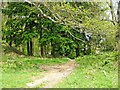 Path at the edge of Wyre Forest