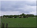 Grazing cows at Cuillhill