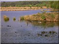 Geese on Woolmer Pond