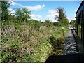 Hedgerow alongside the railway line.