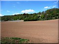 Large ploughed field