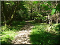 Footpath in Lower Canfold Wood