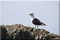 SM7305 : Great black-backed gull (Larus marinus) by Bob Jones