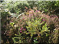 Heather and Gorse