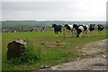 Cattle with a view