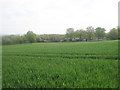 Crop Field near Home Field