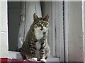 Cat on a first floor window ledge, Carrickfergus