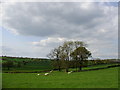 Bridle  track through fields