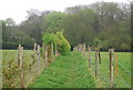 Footpath, Sedgwick Park