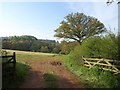 Field near Churchill Oak