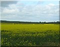 Rape field, Northlands