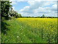 Footpath along the field edge