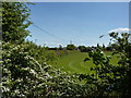 Hedgerow and field at Bonehill