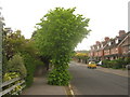 Pollarded Lime Tree on Stangrove Road