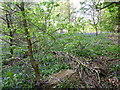 Bluebell woods in a garden