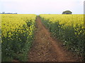 Footpath through the oilseed rape towards Barford St Michael