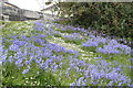 Bluebells and daisies in a public garden above Well Lane car park