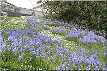 SW8032 : Bluebells and daisies in a public garden above Well Lane car park by Rod Allday