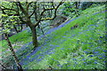 Bluebells in Hurst Clough