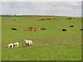 Grassland, Baldinnie