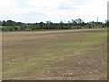 Newly sown crop, West Mains