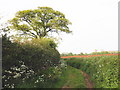 Strawberry Lane, near Whimple