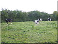 Dairy cattle, grazing at Pithayes Farm